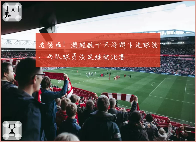 名场面！澳超数十只海鸥飞进球场，两队球员淡定继续比赛