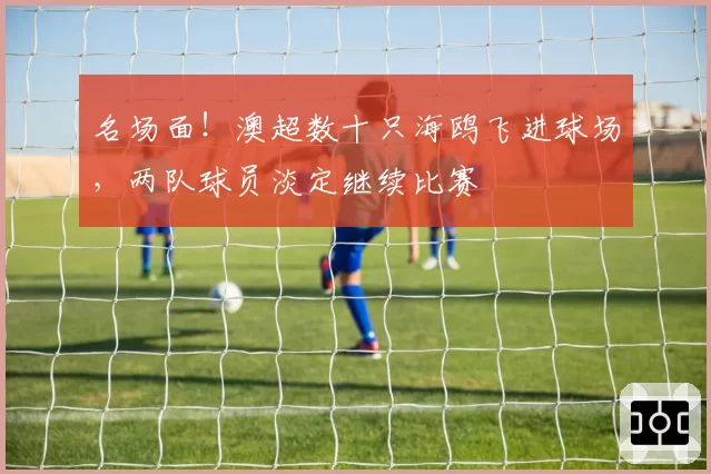 名场面！澳超数十只海鸥飞进球场，两队球员淡定继续比赛